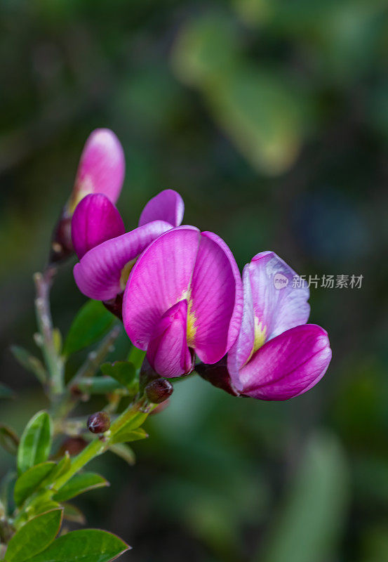 蒙大拿Pickeringia montana，俗称chaparral pea。它是美国加州特有的。林肯岭公园，圣罗莎，加州。